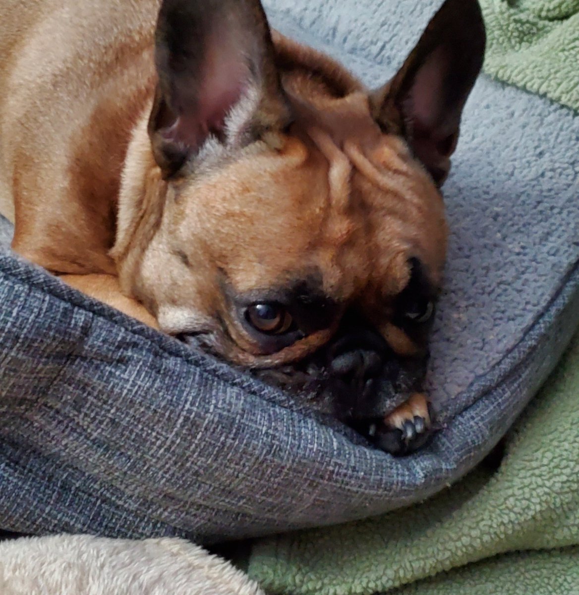 WasabiRyo's tweet photo. My dog is very angry that I was too into the main event of #AEWDynamite and I forgot to feed her. #KyberTheFrenchie #AngryDoggo https://t.co/t0NiObNdS5