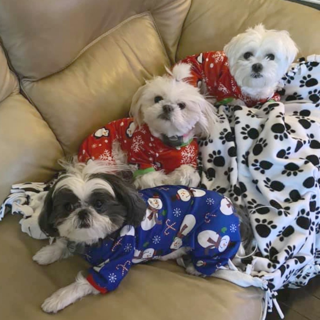 resqpups's tweet photo. It's cold tonight so Rainbow, Sunny, and Lacey are in their PJs.
Goodnight!
#goodnight #adoptdontshop #STFBR #shihtzuandfurbabyrescue #rescuedogs #rescuedogsrock https://t.co/xA8WEfbKgx