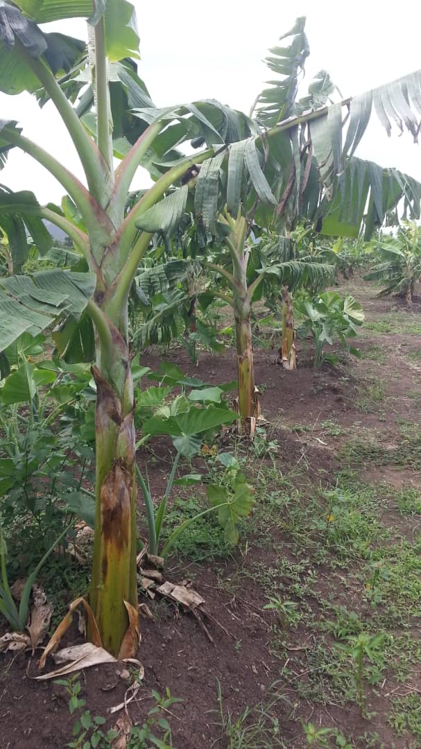 agrifaz's tweet photo. @agrifaz relance sa production avec, entre autres,  la transplantation de 282 drageons sur 0.45 ha.

#agriculturefaimzéro #fermeagricole #sécuritéalimentaire #limonade #haïti https://t.co/Y3jcihrxOo