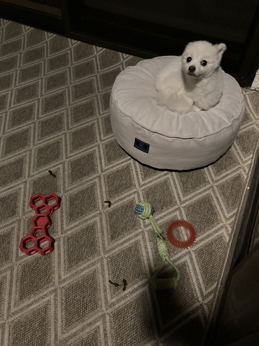 shortscape's tweet photo. @MattWalshBlog 😂😂 I have a dog. And I’m laughing https://t.co/p8mAgxLl2z