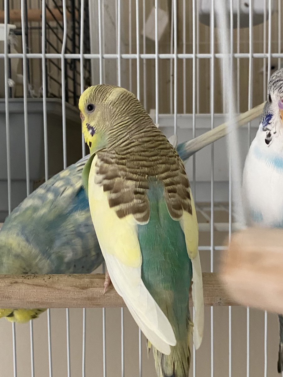BirdFeed9's tweet photo. Meet Sherbet! She is a yellow face-2, cinnamon, dominate pied beauty! 
Fun fact! Sherbet is a blue bird!
Budgies come in 2 base colors. Yellow base->Green birds, and White base->Blue birds. Sherbet’s yellow face 2 mutation causes green suffusion where Blue and Yellow meet! 💛💚💙 https://t.co/S6KYyWElbC