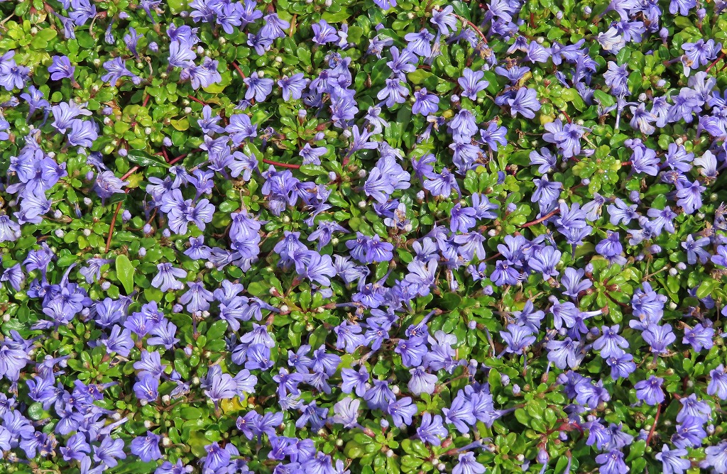 イサム 家のヒメキランソウが満開 沖縄は夏日が続いてるので全国ニュースで桜の話題にいつの話だろうと違和感 瞬時に情報が行き来して地理的距離が縮まってた気がしてた
