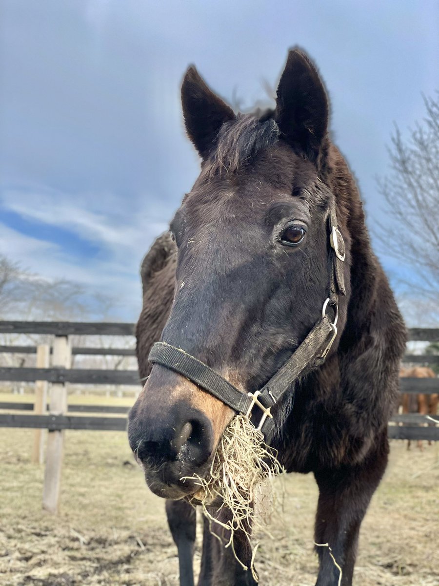 ウマ娘イラスト0321 ウイニングチケットとシンボリクリスエスの誕生日 Togetter ウマ娘イラスト0321 ウイニングチケットとシンボリクリスエスの誕生日 Togetter