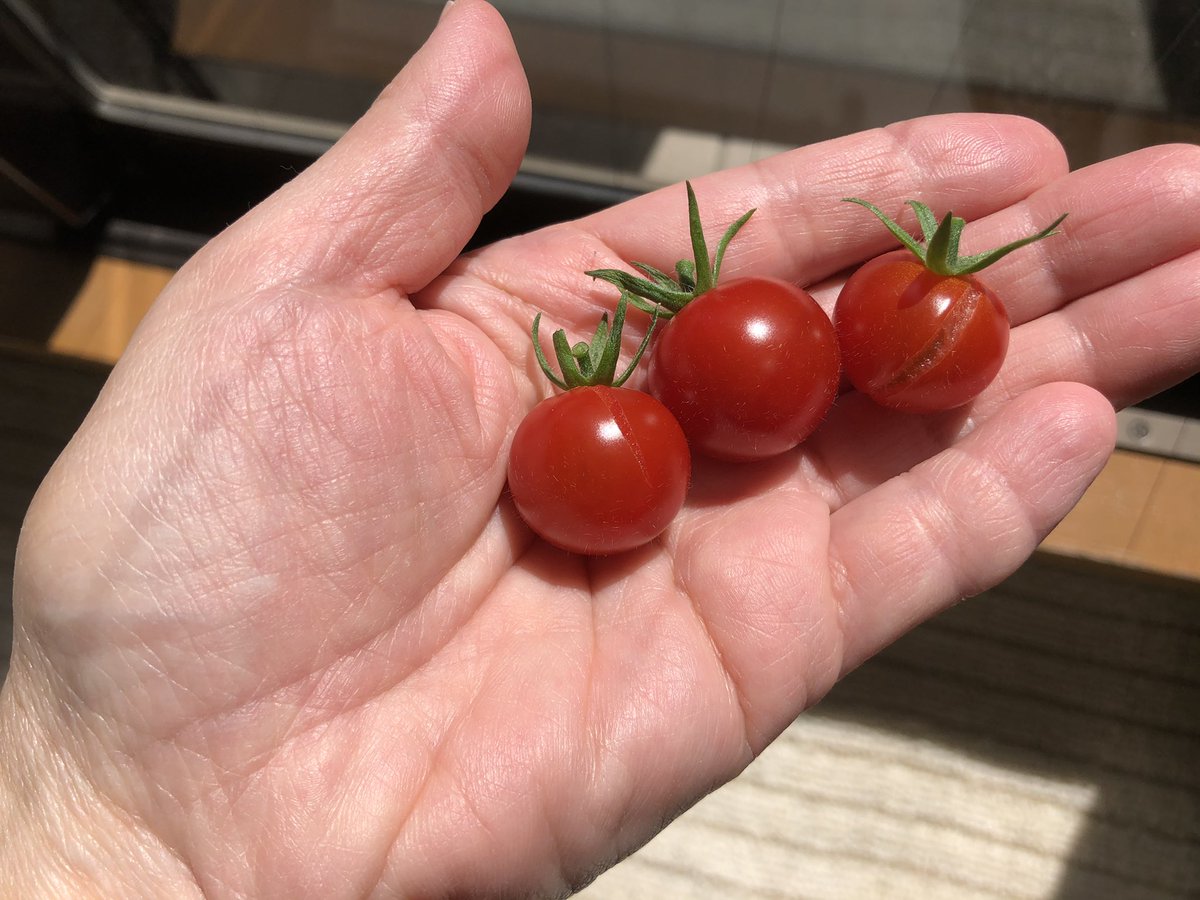 北綾瀬 タイニーボート 水耕栽培 A Twitter 本日の室内水耕栽培ミニトマト ギリギリに熟すまで収穫を待っていたら 待ちすぎたのか裂果してしまったので本日3個収穫 ミニトマト 家庭菜園 水耕栽培 自給自足