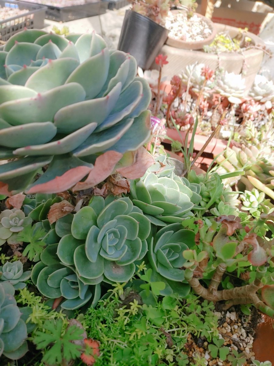 芽吹 多肉植物 雨ざらし 霜にも負けなかった七福神様 土は花と野菜の培養土を使い 腐葉土を少し入れました チィさんに七福神は枯葉取らない方が子株が育つと聞きほっといたら四方八方にわっさわさです 同士立て直そうかなぁ笑