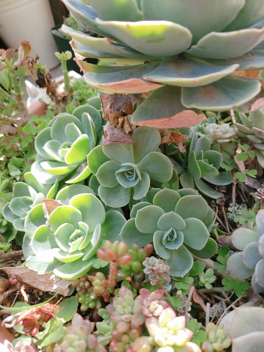芽吹 多肉植物 雨ざらし 霜にも負けなかった七福神様 土は花と野菜の培養土を使い 腐葉土を少し入れました チィさんに七福神は枯葉取らない方が子株が育つと聞きほっといたら四方八方にわっさわさです 同士立て直そうかなぁ笑