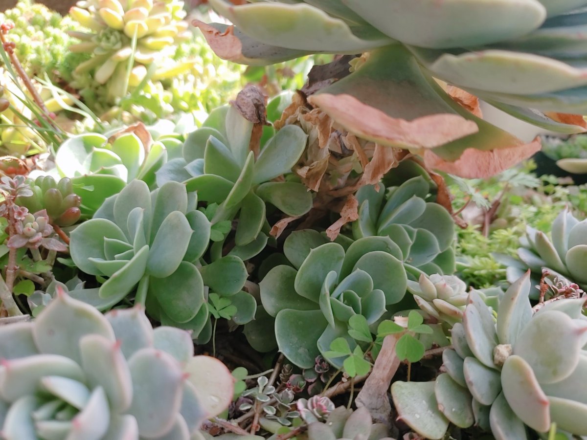 芽吹 多肉植物 雨ざらし 霜にも負けなかった七福神様 土は花と野菜の培養土を使い 腐葉土を少し入れました チィさんに七福神は枯葉取らない方が子株が育つと聞きほっといたら四方八方にわっさわさです 同士立て直そうかなぁ笑