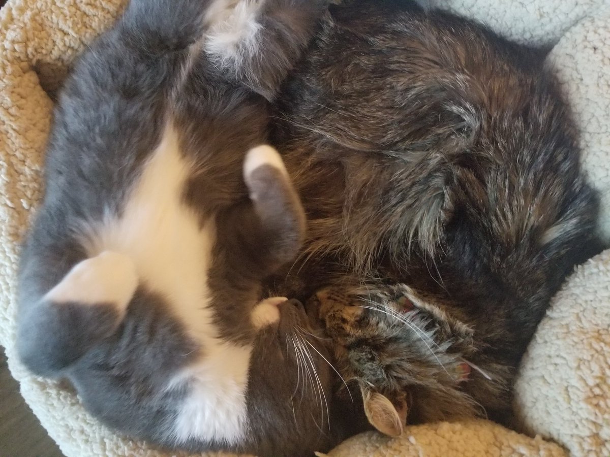 Thursday, the largest baby animal tweet media