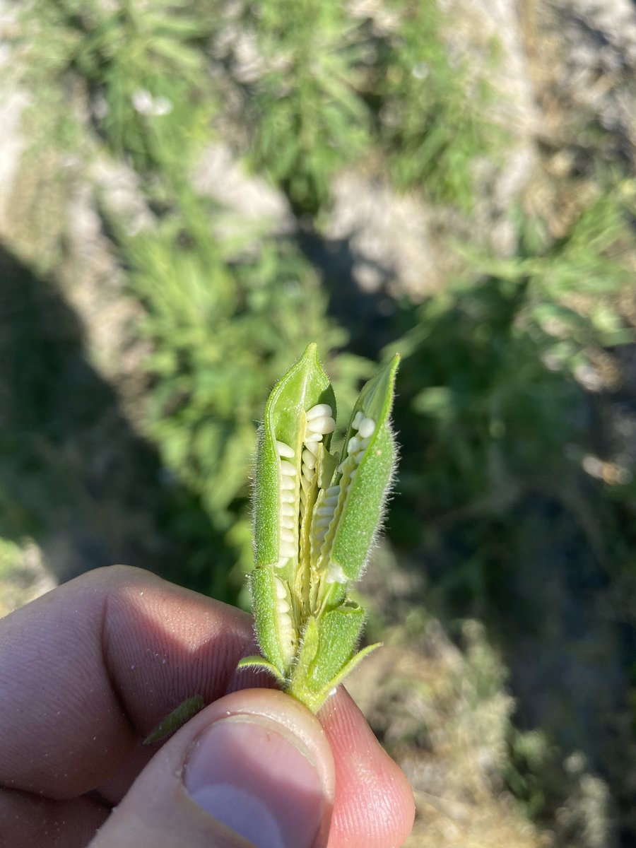Strange to have the sweep net out in March... Budworm getting stuck into some December sown Sesame plants