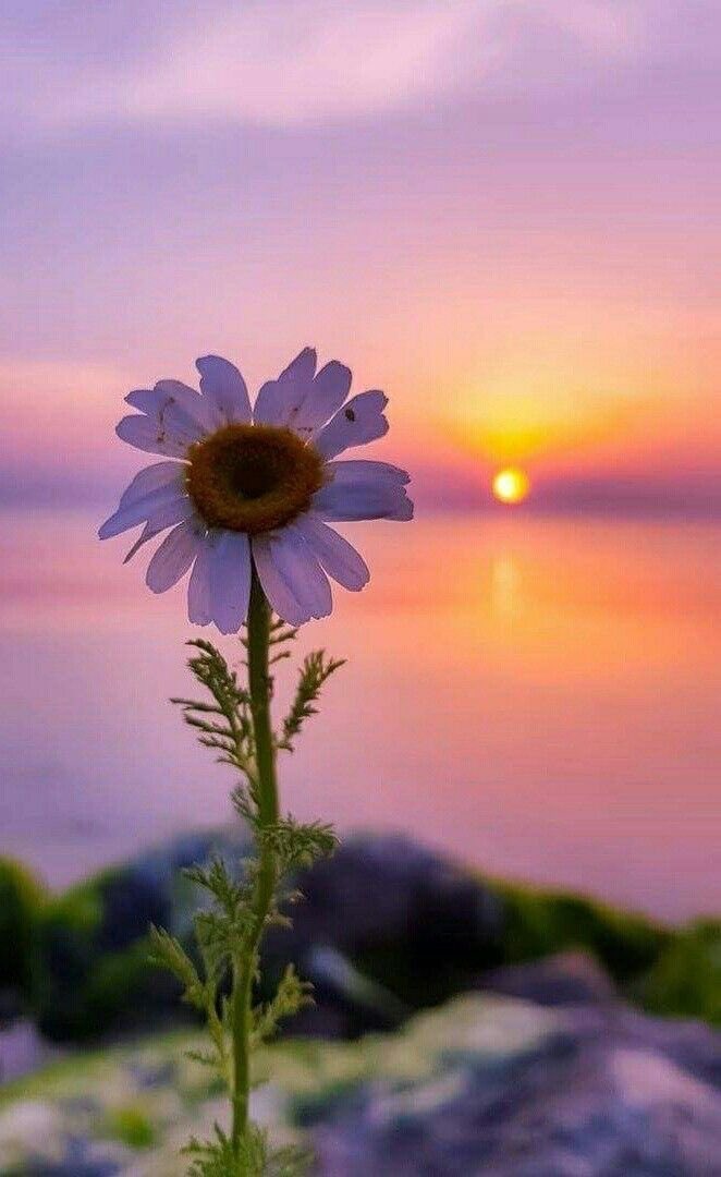 يا صباحا تنفّسَ الطُهرَ غضّا
وسقى بالنّدى زهورَ الأقاحي

فاستجال الظلامَ سهلا ونجدا
وزها النورُ في الرُّبا والبطاحِ

اغسل الروحَ بالضياءِ، وعطّر
نفحة الفجر بالتّقى والفلاحِ

واملأ الصدر عزمةً وسرورا
هل رأى الدهرُ بهجةً كالصباحِ؟!

#بوح