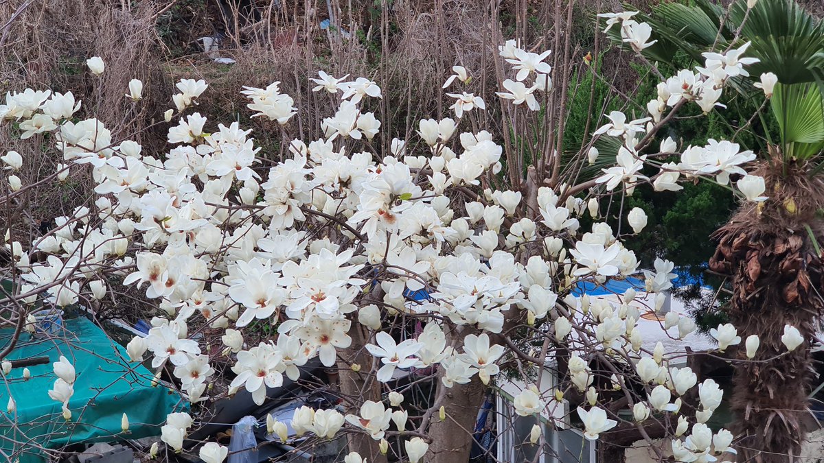 목련이 화려하게 만개했지만  마스크에 갇힌 일상이라 향기조차 잃어버렸어요.