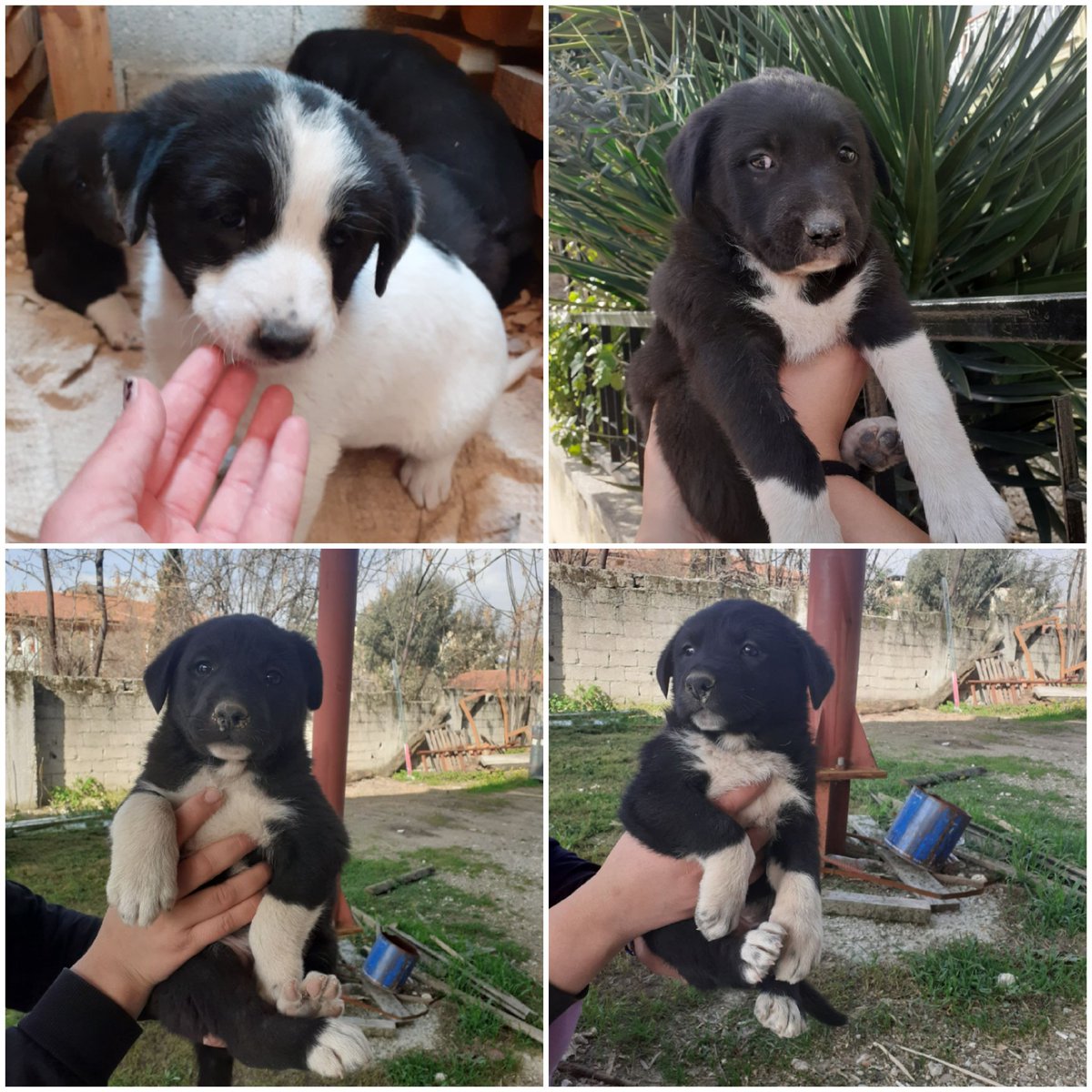 Arkadaşlar bu güzel 4 dişi yavruya acil yuva arıyorum. Yer: Hatay/Antakya. Ücretsiz sahiplendiriliceklerdir.
Arkadaşlar onlara ömürlük yuvalarını arıyorum. Sahiplenmek isteyen kişiler bana mesaj atabilir. 
Ve sizden ricam ilani yaymamda yardımcı olur musunuz?