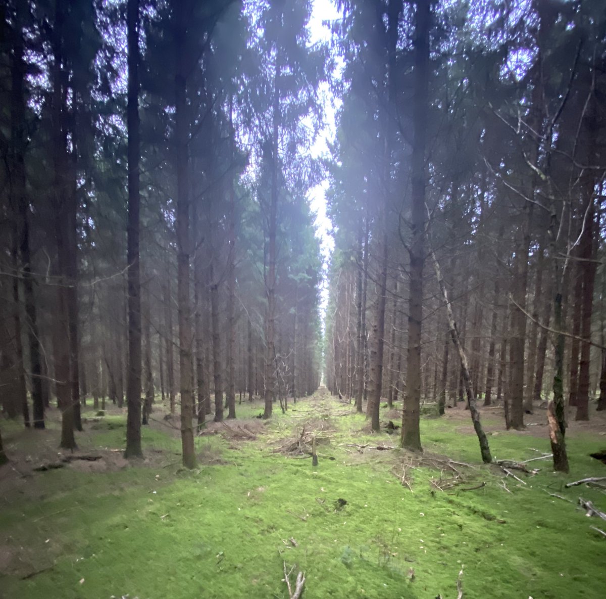 Grandpas_Place1's tweet photo. RT @NaturalNav: Conifer plantations aren’t great for wildlife, but if you pause and look down the avenues you’ll see a lot more. A roe deer 🦌 just crossed here. #wildsigns #naturalnavigation #woodland #bushcraft #hunting #stalking #stillhunting #wild… https://t.co/6KZr7eKODs