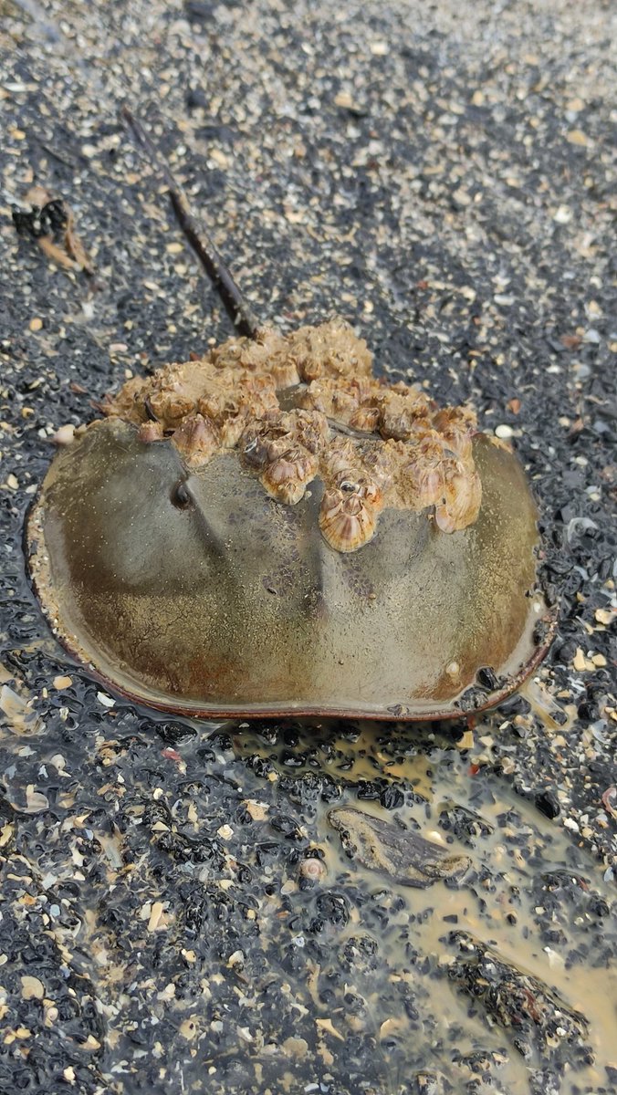 Mimi a.k.a Belangkas (limulidae) 

Salah satu Bangsa Xiphosurida (binatang purba) yang masih ada di bumi. Tanpa perubahan bentuk yang signifikan... 

#belangkas #limulidae #antropoda