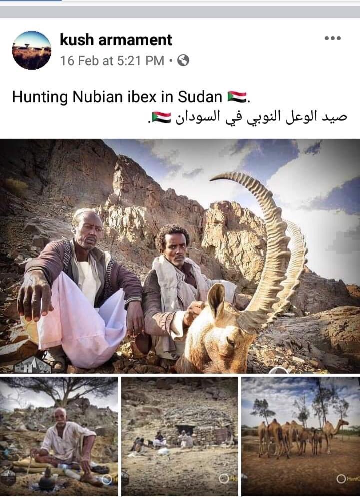 thesweetmoon's tweet photo. Now we have another level of trophy hunting in Sudan
The same page has shared a short video of an Ibex roaming freely on the Red Sea hills (delightful as it was). A few days later the same source shared this photo! 
Sudanese people need to wake up before it’s too late! https://t.co/jvrunEet3H