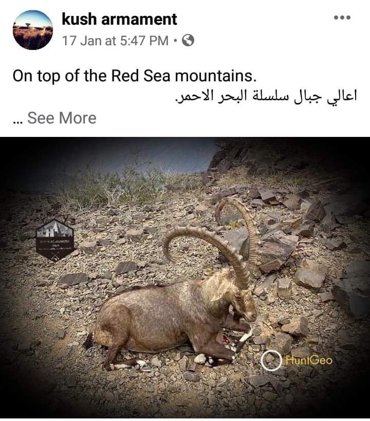 thesweetmoon's tweet photo. Now we have another level of trophy hunting in Sudan
The same page has shared a short video of an Ibex roaming freely on the Red Sea hills (delightful as it was). A few days later the same source shared this photo! 
Sudanese people need to wake up before it’s too late! https://t.co/jvrunEet3H