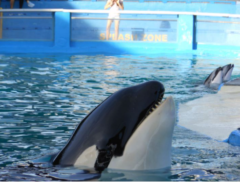 Rethink Captivity 💜 tweet media