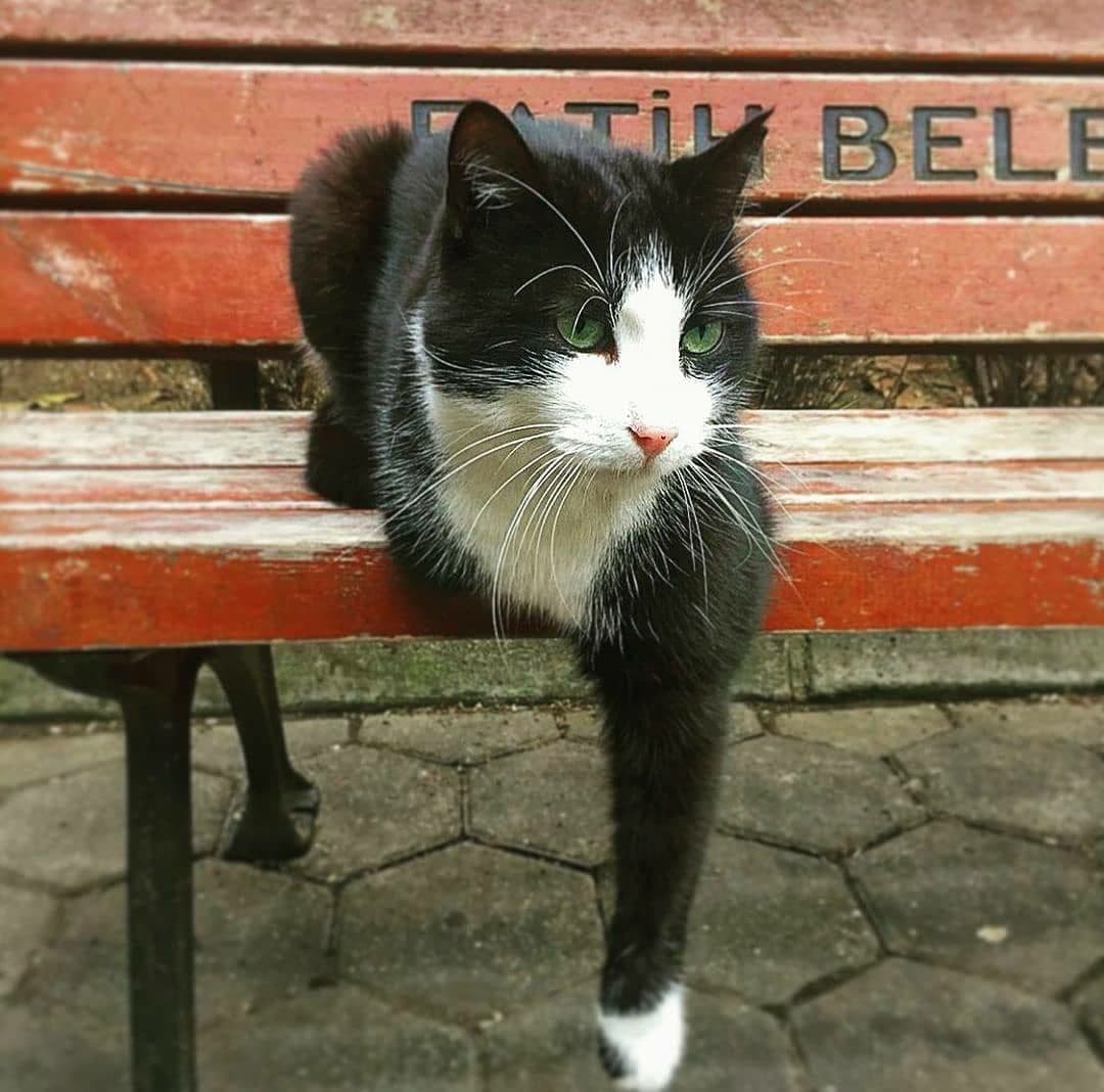 Fakültenin maskotu Pinokyo’yu maalesef kaybettik. Muhtemelen, inşaattan düşen bir parça sebebiyle omuriliği koptuğu için aramızdan ayrıldı. Mama dağıtımlarında üç patisiyle hıphızlı bizi takip eden canımız Pinokyo… Güle güle, iyi ki bizimleydin… <a href="/istanbuledutr/">İÜ</a>  <a href="/iuedebiyatf/">İ.Ü. Edebiyat Fakültesi</a>
