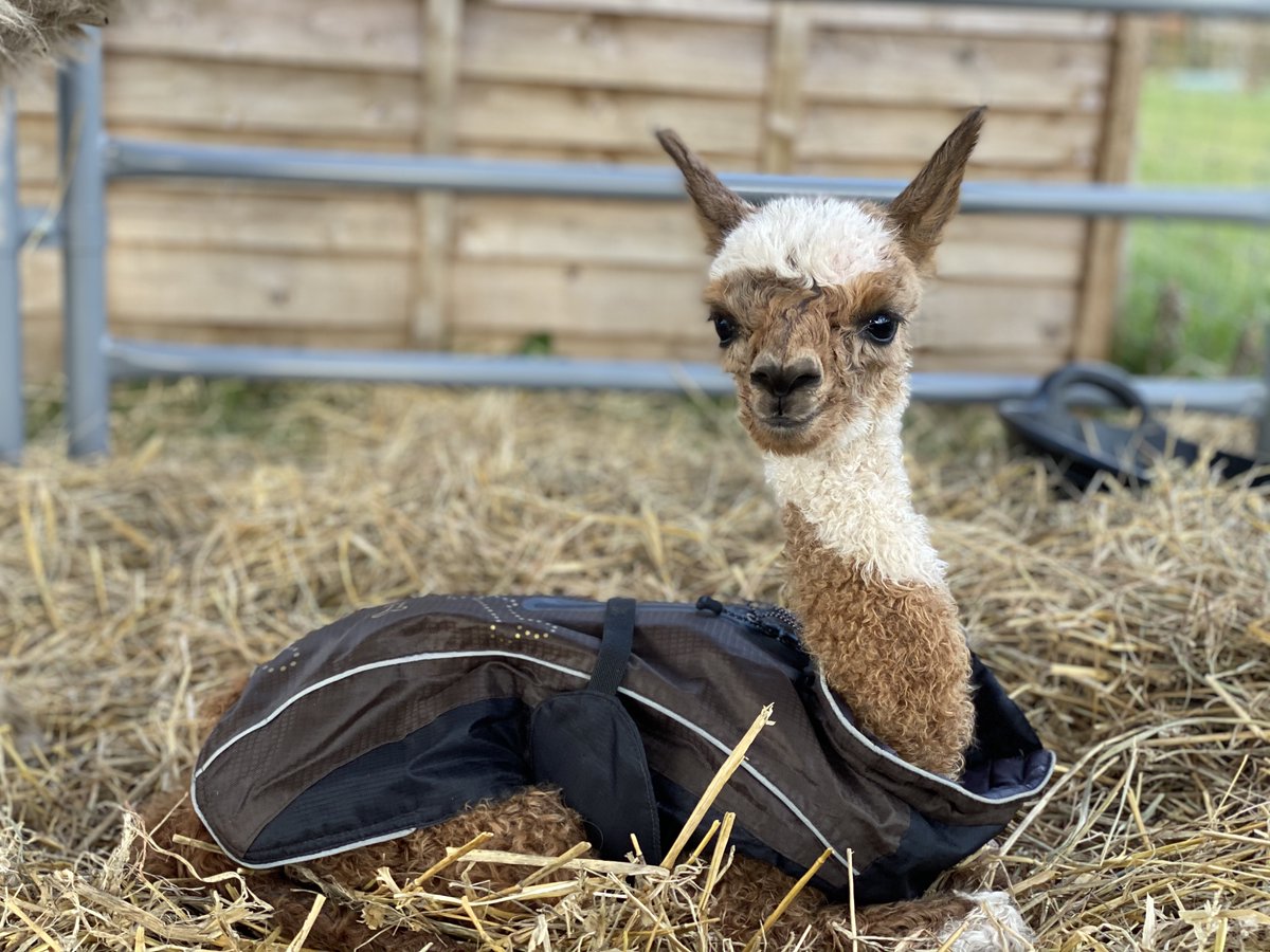 Alpacas_farm's tweet photo. Meet our brand new alpaca baby Heidi! - https://t.co/zobaoAQKOz https://t.co/78FmSFH0qM