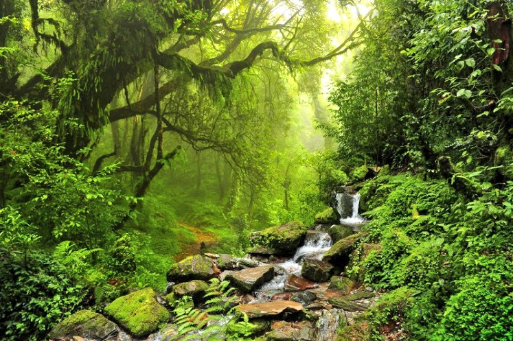 Environment_Ke's tweet photo. Did you know apart from mitigating the effects of climate change and preventing soil erosion among others forests provide over 86 million green jobs worldwide? #InternationalDayOfForests #IDF2021Ke #ForestRecoveryForWellbeing via @FAO
https://t.co/F8dNN6GRIZ https://t.co/s2zvpdmOPh