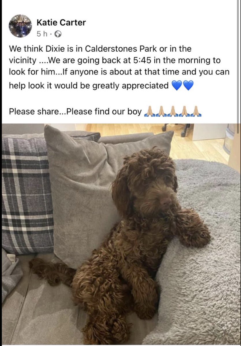 Urgent ⚠️ Dixie is only 4 months old &amp; unfortunately ran off yesterday due to a delivery at his home. He’s believed to have been in a collision with a car and was last seen in the vicinity of Calderstones Park #Liverpool please share #FindDixie