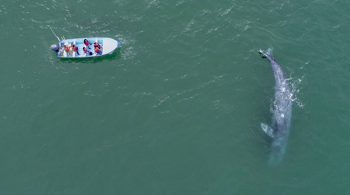LAS JOYAS DEL MAR EN BAJA CALIFORNIA SUR
Que el invierno sirva de pretexto para escapar a uno de los parajes más hermosos de México: Bahía Magdalena, a 280 kilómetros desde La Paz por la carretera Transpeninsular, en Baja California Sur #Bahiamagdalena #LaPaz #Mexico