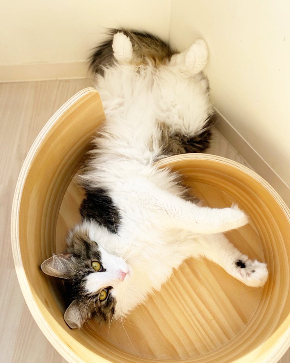 Moff Animal Cafe グランベリーパーク店 ノルウェージャンフォレストキャット のキングです そこ くつろげてますか モフアニマルカフェグランベリーパーク内 猫カフェ 東京南町田 猫 狭い所が好き おなか苦しくないかな Moff Animal Cafe グランベリーパーク店 ノルウェージャンフォレストキャット のキングです そこ くつろげてますか モフアニマルカフェグランベリーパーク内 猫カフェ 東京南町田 猫 狭い所が好き おなか苦しくないかな