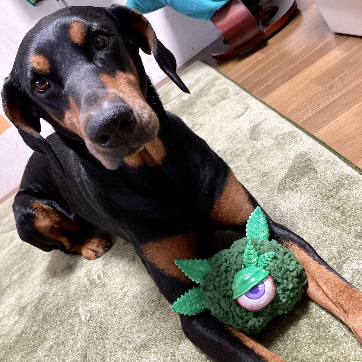 MARDYCOLOR's tweet photo. Sheiki&Buds monster
#buds #budsmonster #weedlife #weed๐ฟ #420weed #420art #dog #doberman https://t.co/7lv1yNvBST
