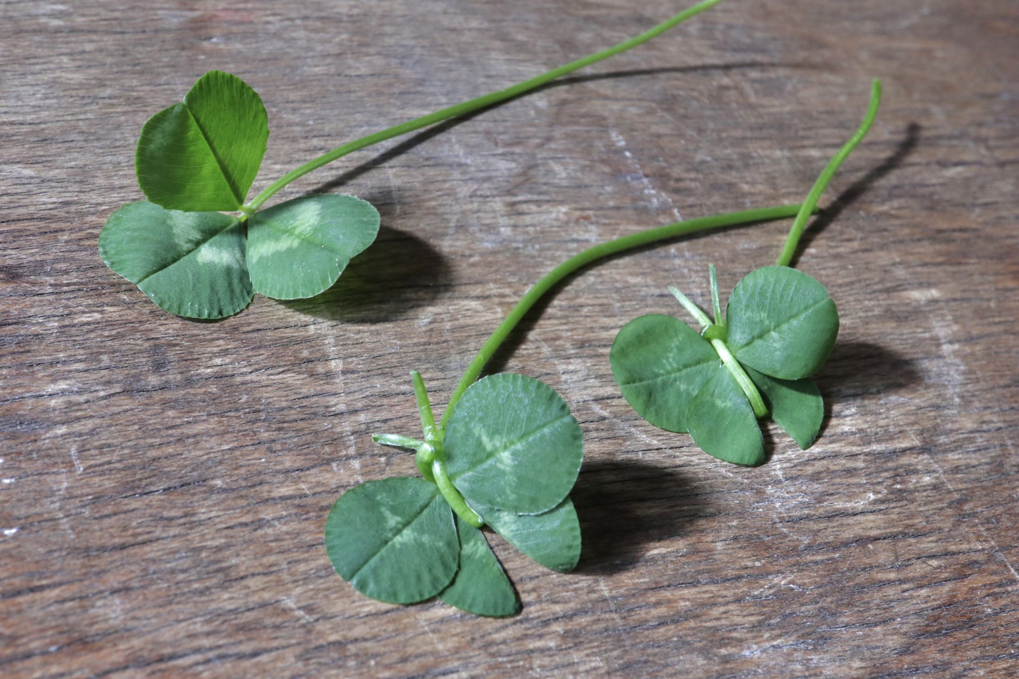 Inori 再びシロツメクサの蝶です 思ったより 作ってみたいと と言って下さった方がいらしたので 急いで作り方の写真を撮りました 動画と合わせて見てもらえるとわかりやすいかと思います 作り方の写真は 1の折る位置が低くて触覚が短めです