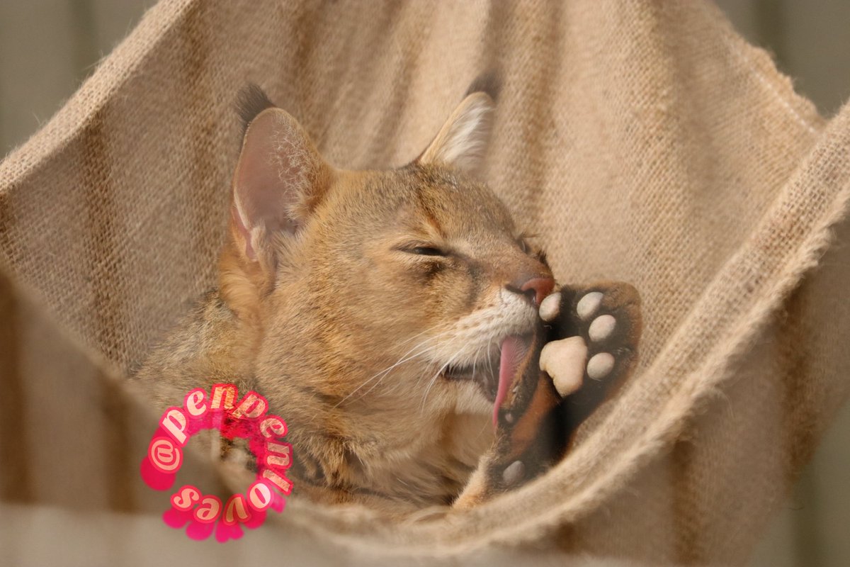 葉月はづき Penpenloves ジャングルキャットのカイリヤくん ぷにぷにしたくなる肉球 アビシニアンをちょっと大きくした感じで飼えそうだけどペットには出来ません ジャングルキャット 東山動植物園