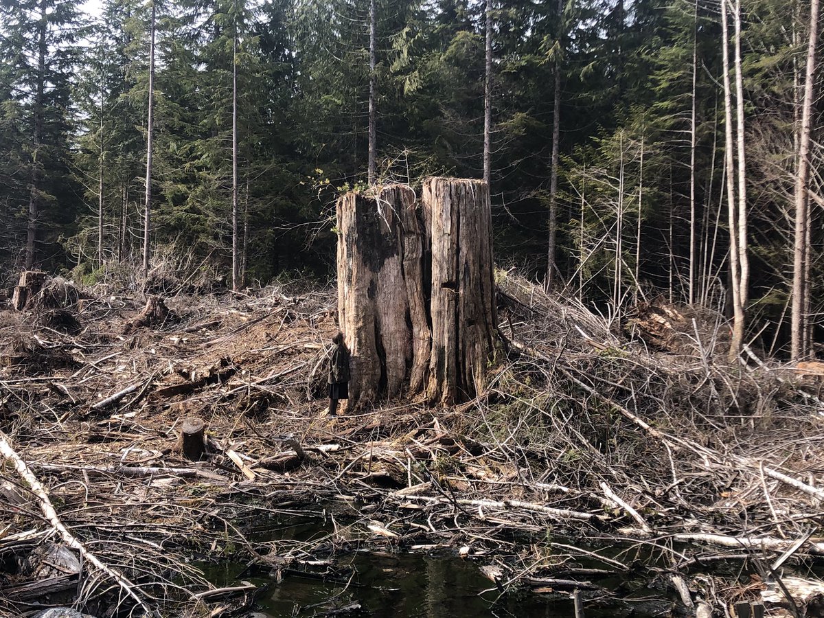 SaveFairyCreek's tweet image. This photo should not exist.
Demand justice.
Demand it now.
Demand to #SaveFairyCreek.
Ancient rainforests are finite and indispensable. @jjhorgan and @bcndp need to step up and keep their promises.