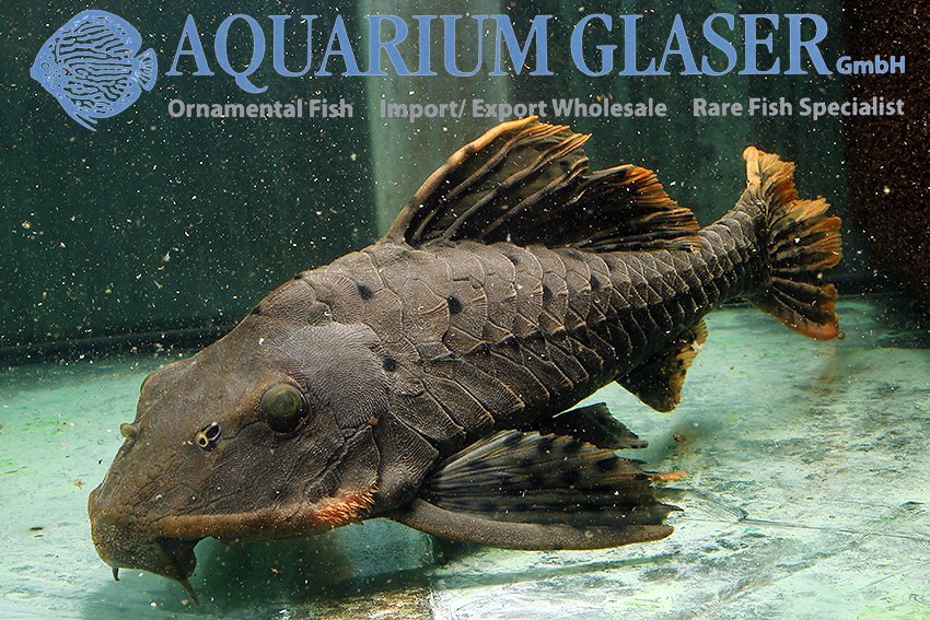 aquariumglaser's tweet photo. #Pseudorinelepis sp. #L95
find more details and pics @ https://t.co/kgExUnuDLM https://t.co/gqgTcAJVBV