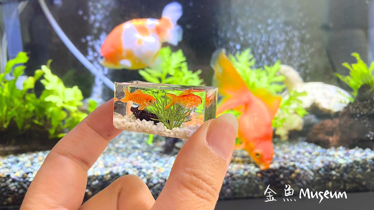 金魚museum デザフェス11 13k 278 水槽金魚ちゃん 完成 今回は大きなトラブルなく作れました チビ金魚ちゃんバージョンも作ってみたけど この型のサイズ的にはこっちの方が水槽っぽい でも大きい子もかわいいんだよな W 金魚 ハンドメイド 金魚museum デザフェス11 13k 278 水槽金魚ちゃん 完成 今回は大きなトラブルなく作れました チビ金魚ちゃんバージョンも作ってみたけど この型のサイズ的にはこっちの方が水槽っぽい でも大きい子もかわいいんだよな W 金魚 ハンドメイド