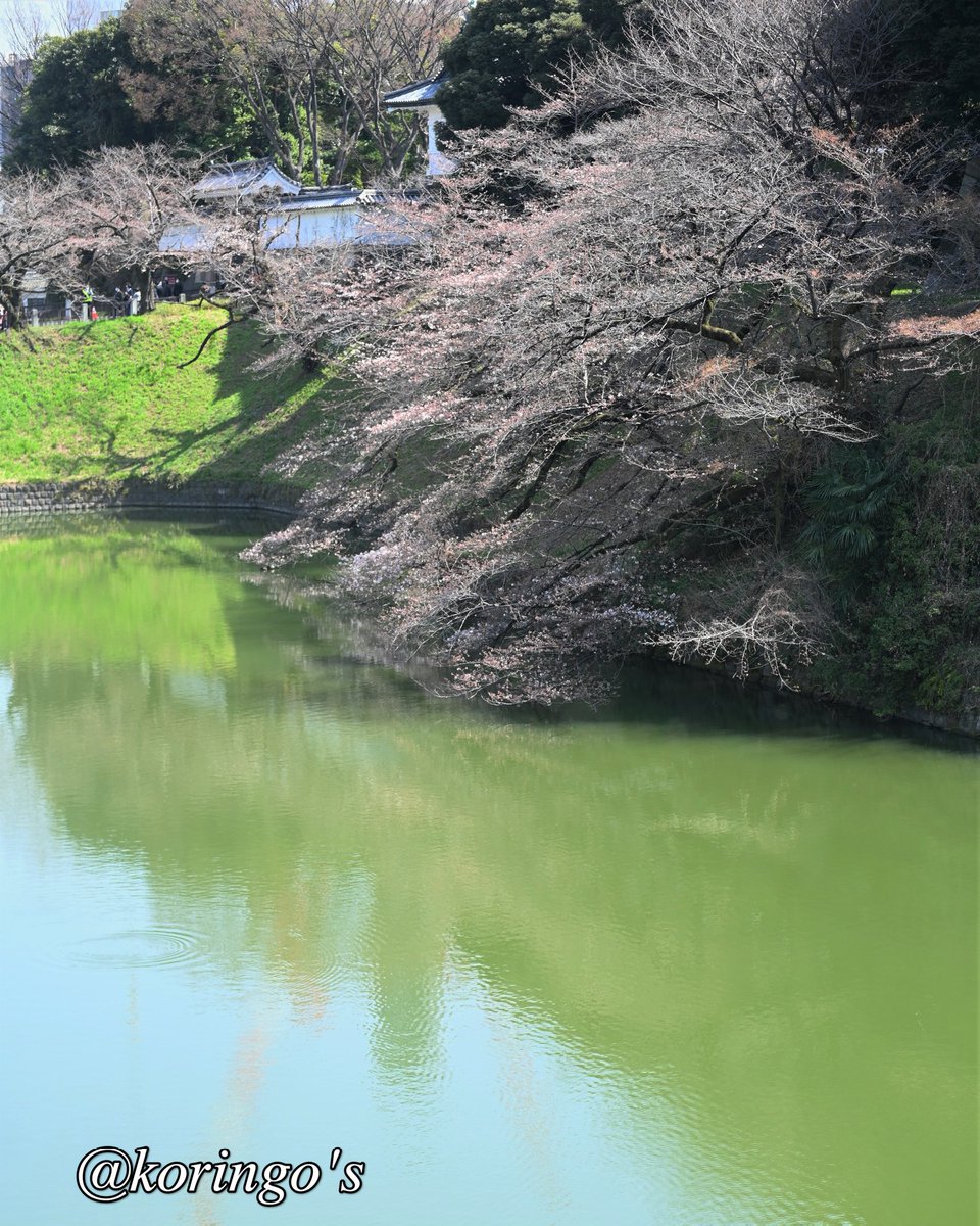 KoringoShiina's tweet photo. 今日の千鳥ヶ淵
桜はまだ三分咲きでした
また明日撮りに行きます

#桜 #千鳥ヶ淵 #もうすぐ春 #春 #コロナに負けるな #美男美女と繋がりたい #photography #撮影 #写真撮ってる人と繋がりたい #撮影好きな人と繋がりたい #japan #Japanphoto https://t.co/4EQVmXKQ3d