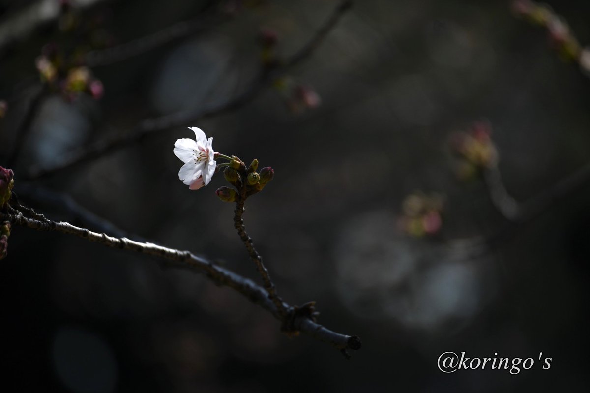 KoringoShiina's tweet photo. 今日の千鳥ヶ淵
桜はまだ三分咲きでした
また明日撮りに行きます

#桜 #千鳥ヶ淵 #もうすぐ春 #春 #コロナに負けるな #美男美女と繋がりたい #photography #撮影 #写真撮ってる人と繋がりたい #撮影好きな人と繋がりたい #japan #Japanphoto https://t.co/4EQVmXKQ3d