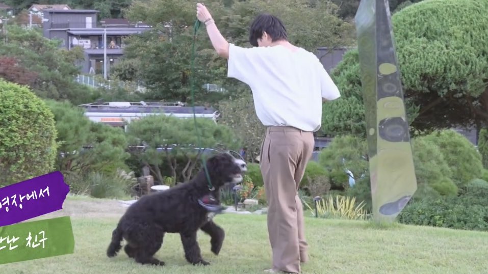 ProbateKrypt's tweet photo. is it the same dog https://t.co/TbI513QK6i