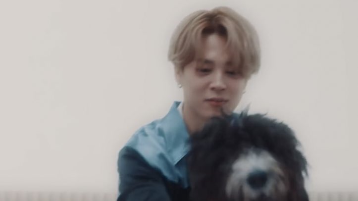ProbateKrypt's tweet photo. is it the same dog https://t.co/TbI513QK6i