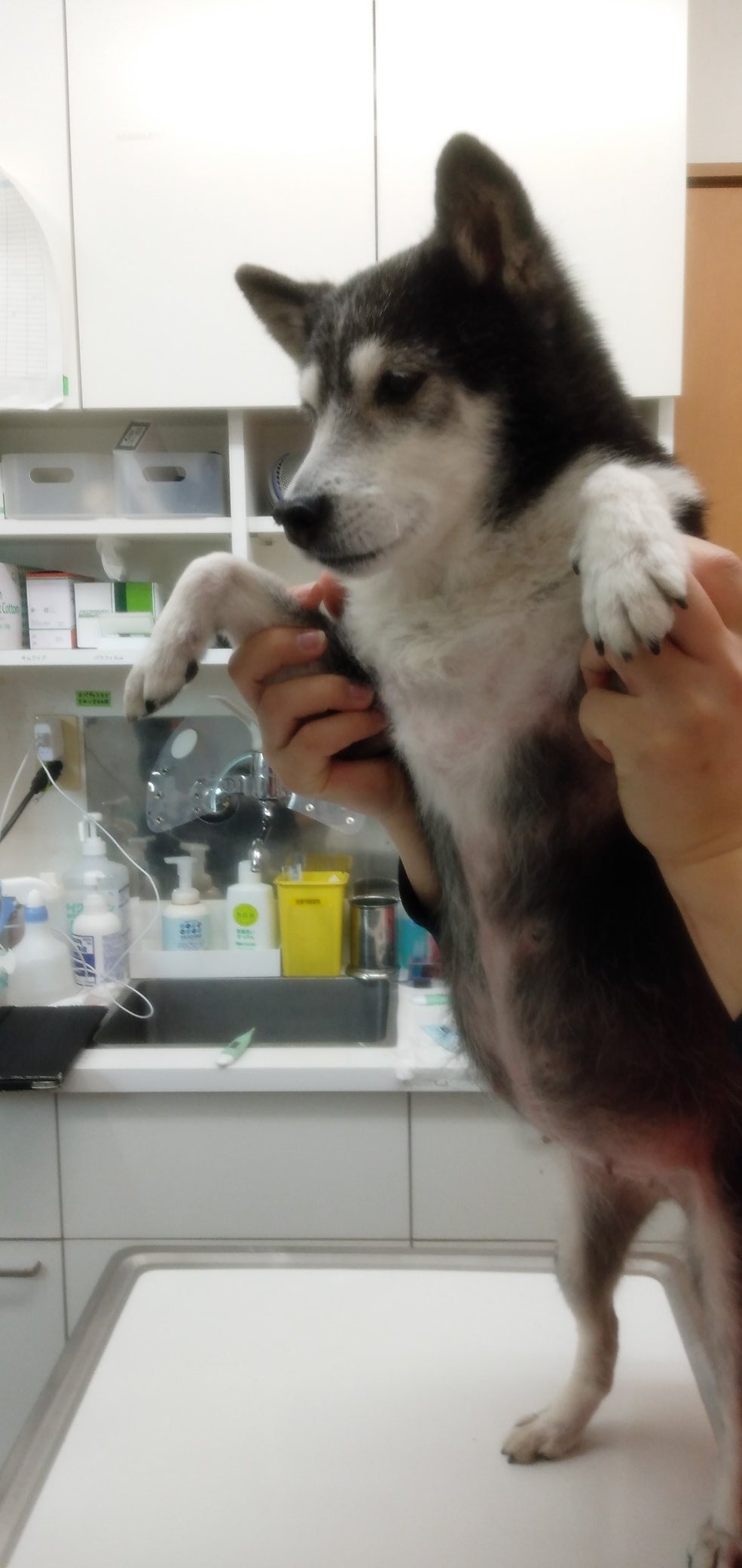 胆泥症 Twitter Search Twitter