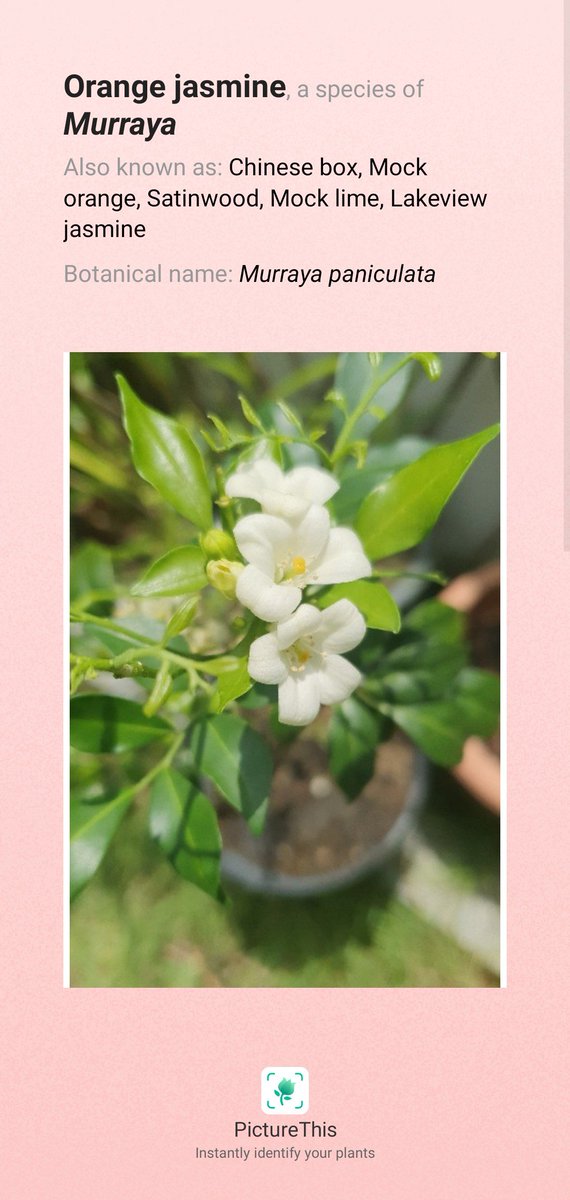 cactusfern's tweet photo. Orange jasmine. #gardening
plant identifier app —— PictureThis!
https://t.co/1T7xQb0QJR https://t.co/oWft0q5zgw