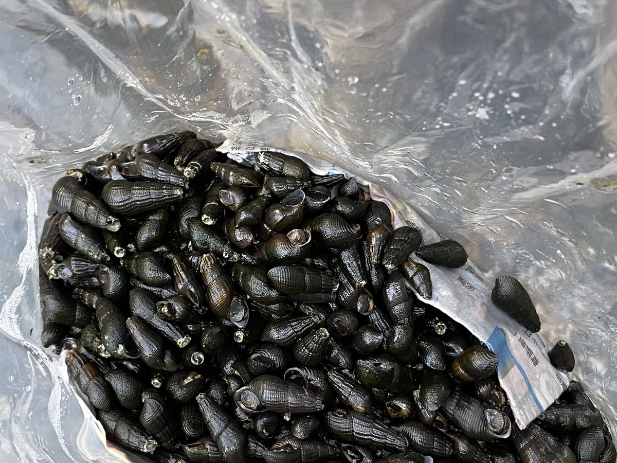 カワニナ Twitter Search