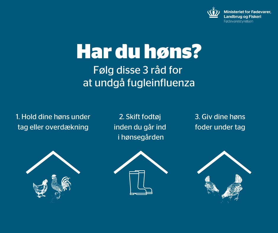 På fire måneder er mere end 100.000 høns, ænder og kalkuner aflivet pga. fugleinfluenza. Nu minder @foedevare hobbyhønseavlerne om, at loven kræver, at alle høns går bag hegn og bliver fodret under tag. 👉bit.ly/3bUC11w #fjerkræ #dyrevelfærd #dkpol #dkbizz #dkpol