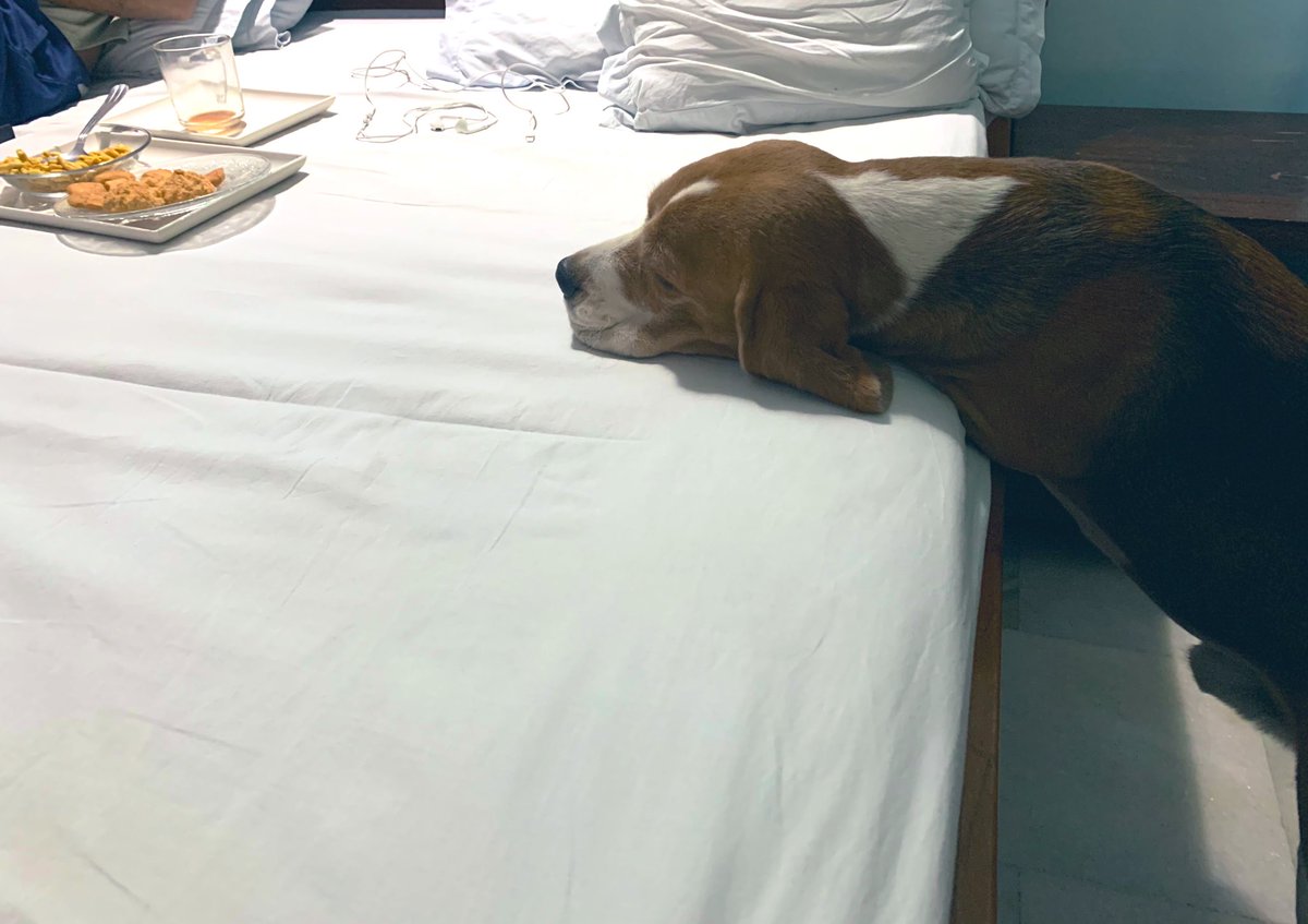 Sheetal29May's tweet photo. This is pure emotional blackmail at every meal every snack time π
#messithebeagle #hungrylikealion #cutedog #mylove #dogsoftwitter #dogs https://t.co/6Qj5vvloxz