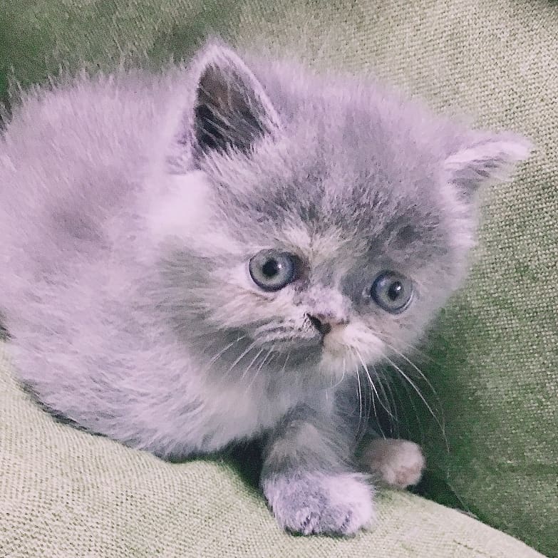 エキゾチックショートヘア子猫