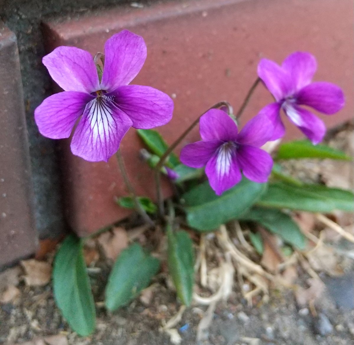 リンゴパイ あちこち咲いてます スミレ スミレ科 花