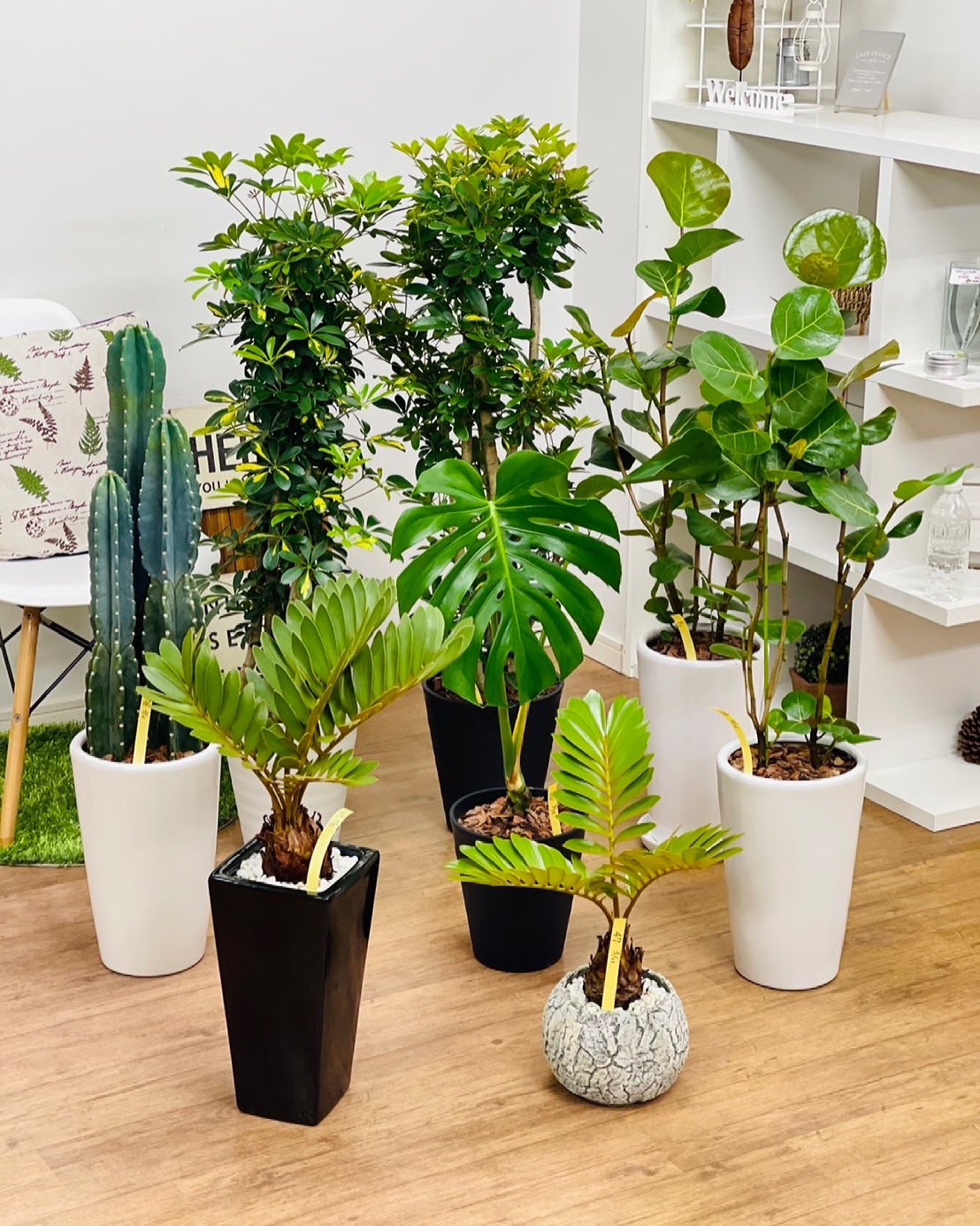 観葉植物のお店 E Ran 9月11日入荷の植物達です 既に売れてしまっている子もいます 投稿遅れてます 本日の入荷まで連投しますごめんなさい ヒロハザミア モンステラ カポック 斑入り トゲなし柱サボテン ココロバ 観葉植物専門店e Ran