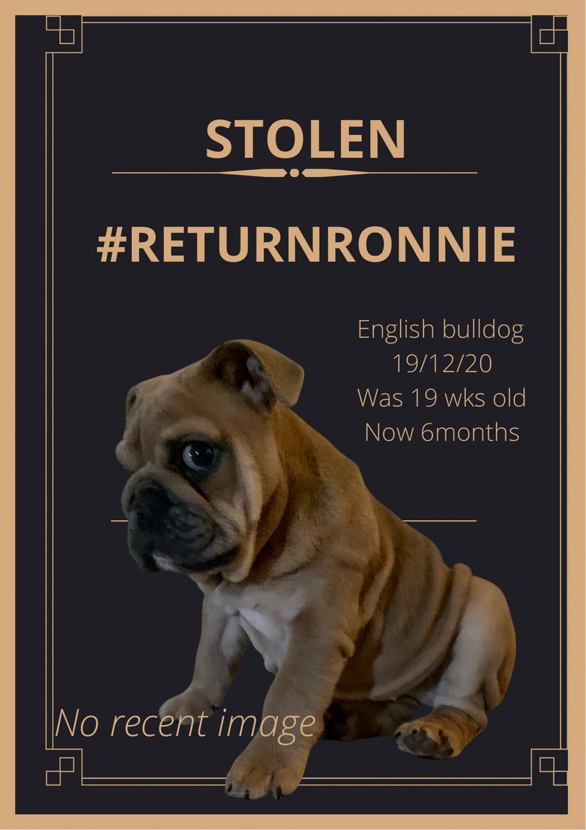 #RETURNRONNIE he is still missing no sign of him anywhere 13 weeks on Saturday gone .. He is so much bigger now . Please look for an young EBD in his colours 6 months old now @JasonManford @LewisHamilton @BrendaBlethyn @10DowningStreet @MissingPetsGB @BBCCWR