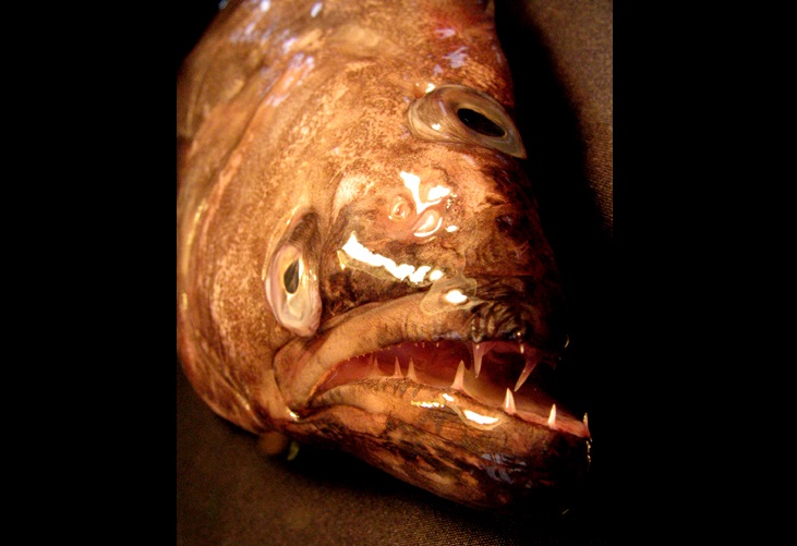 エピネシス カラスガレイの恐ろしい顔つき ヒラメやカレイは成長にともない目の位置 が左右どちらかに移動していきますが カラスガレイでは目が完全に移動せず頭頂部で止まるため まるでサイクロプスのような恐ろしい顔つきになります T Co