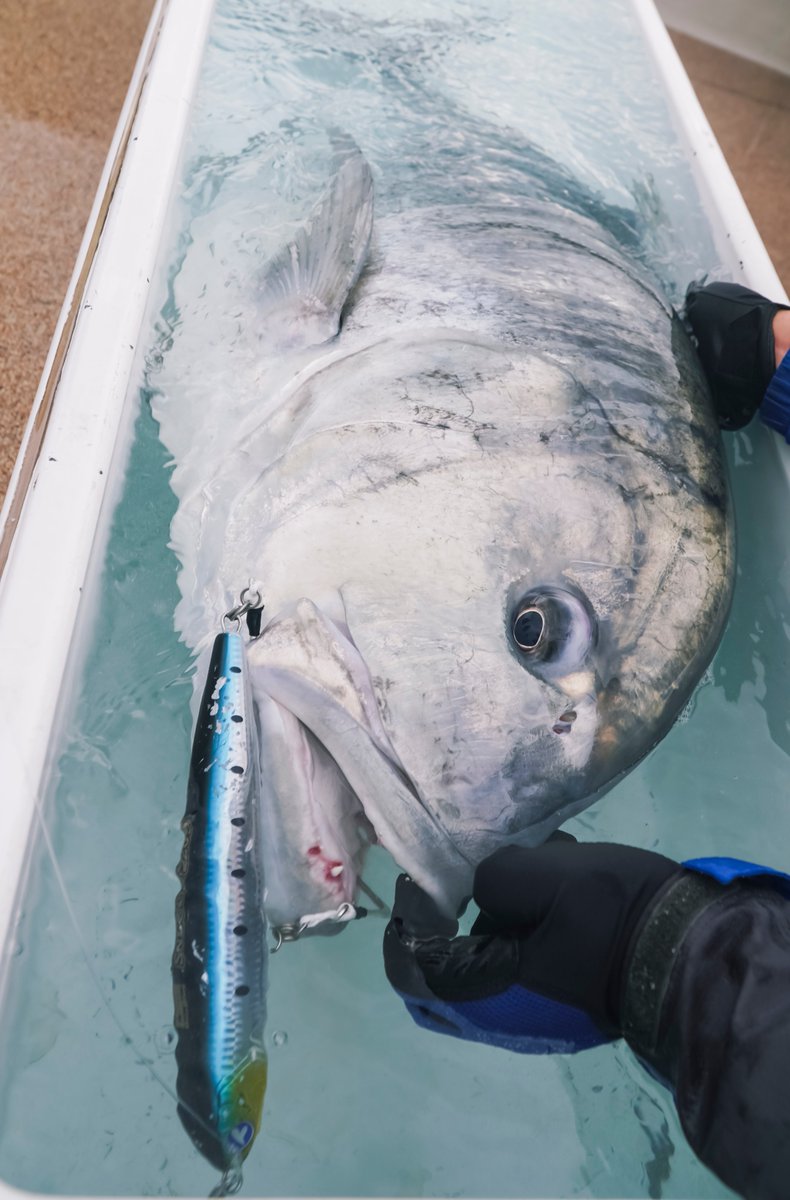 Blueblue ブルーブルー 今回のgt遠征はスネコンが大活躍 62kgの他に46kg 35kgと計7匹のgtキャッチに成功 Hitルアーはスネコン2sと180s うねりが高くダイペンやポッパーが動かしづらい時にもスネコンはアクションエラーせず魚を誘い続けます