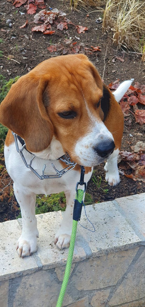 Marli - the birthday beagle
#threeyearsold #beaglesoftwitter