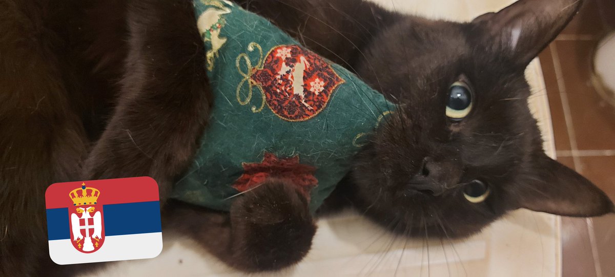 RoyalPetRescueS's tweet photo. Good MEOW-ing &amp; WOOF-ing.🐾🙋🏼‍♀️🐾

Miss #Ellie🐈 &amp; charmer #Paul🐈 got VERY FIRST EVERY #CatNipToy #CatToy.

#Lara🐕 &amp; #Bleki🐕 enjoying priviledge to snooze and snore beside warm new oil radiators.

Outside is -1C (only 30F).🥶 

TYSM for 150$ USD #donations for 2 #Bauer #OR13N.🌹 https://t.co/DtqMqZzIe1